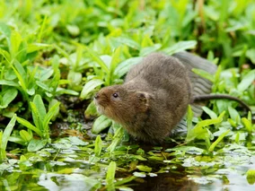 Miniatura: To nie kret ani nornica. Ten gryzoń...