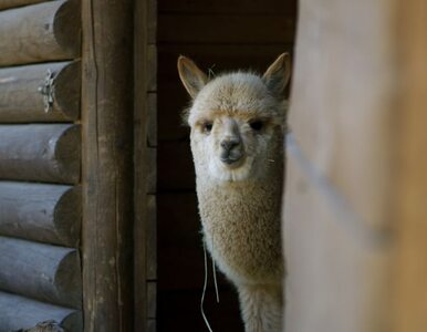 Miniatura: Z zoo skradziono lamy. Na zlecenie