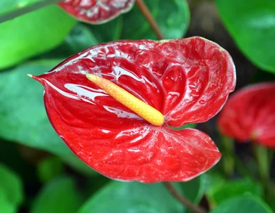 Miniatura: Wsyp jedną łyżkę tej przyprawy do...