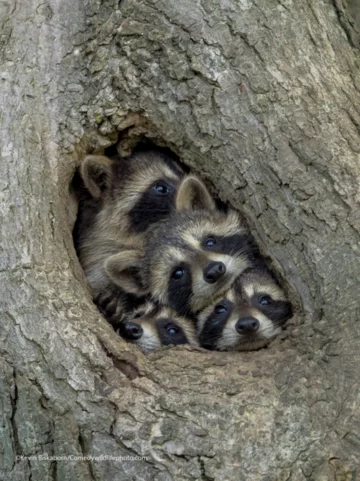 Finaliści konkursu Comedy Wildlife Photo Awards 2021 