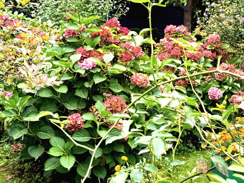 Hortensje jesienią – przygotowanie do zimy