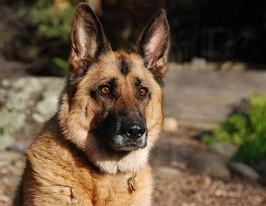 Miniatura: "Szarik już padł". Wyrok za dwa tygodnie