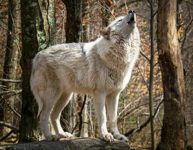 Miniatura: QUIZ. Znasz przysłowia ze zwierzętami? W...