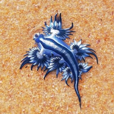 Miniatura: Niebieskie smoki na plażach w Australii