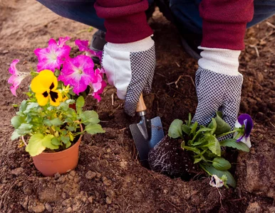 Miniatura: Ogrodnicy robią to z bratkami już w marcu....