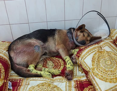 Miniatura: Sołtyska ciągnęła swojego psa za autem....