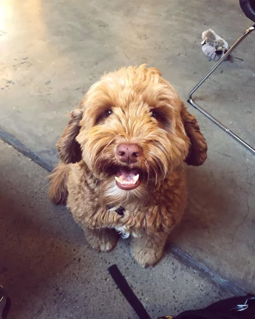 Tate 