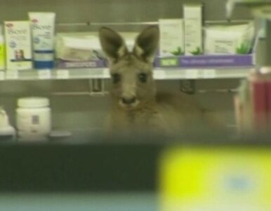 Miniatura: Kangur zgubił się na lotnisku w Melbourne