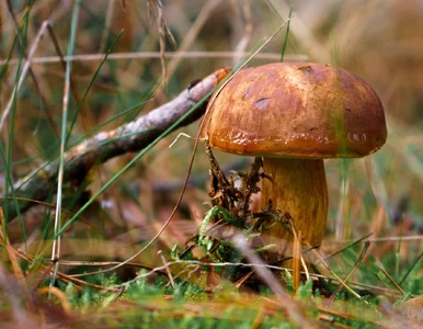 Miniatura: Sezon na grzyby w pełni! W tych 3...