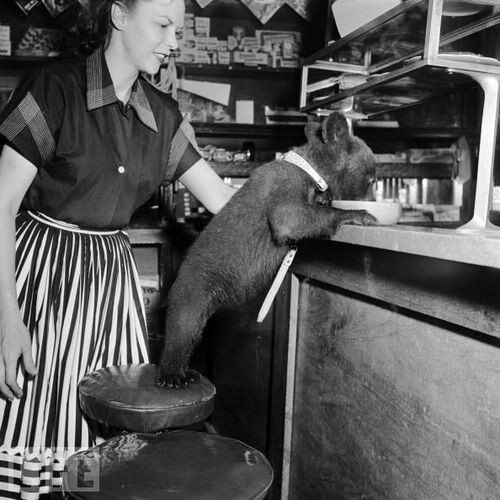 Mały niedźwiedź jedzący miód w kawiarni (1950 r.), fot. epicdash.com
