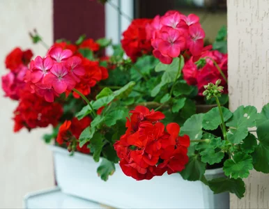 Miniatura: Obieram, gotuję i wlewam pod pelargonie....