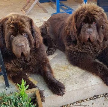 Nowofundlandy w obiektywie włascicieli 