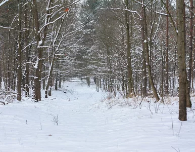 Miniatura: Znaleziono martwego wilka. Park Narodowy...
