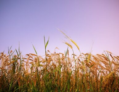 Miniatura: Polacy nie wiedzą, co to GMO