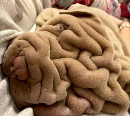 Miniatura: Uroczy shar pei Harvey to chyba...