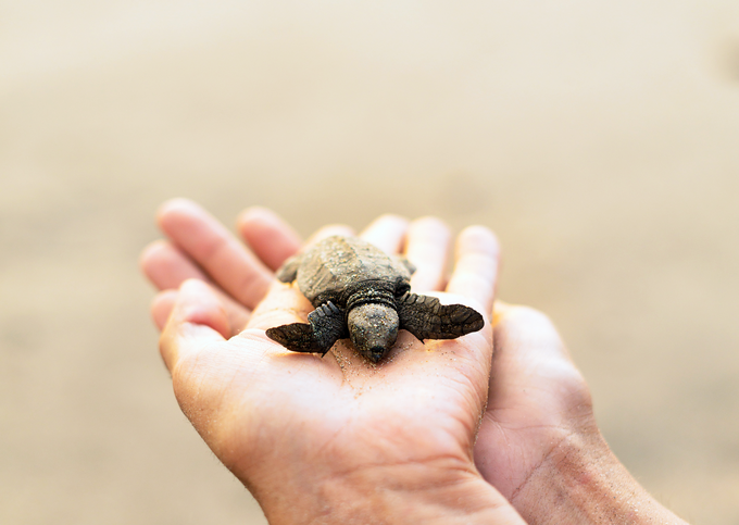Hiszpański oddział firmy Epson chroni gniazda rzadkiego gatunku żółwi o nazwie Mascieta