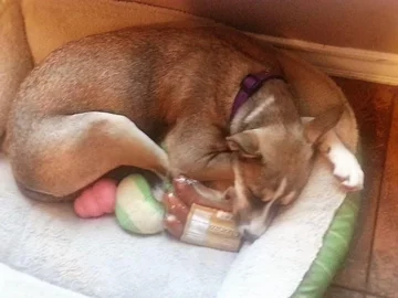 Właściciele piszą, że ich pies nigdy nie zjada tych kiełbas, nawet nie przegryza. Po prostu z nimi śpi 