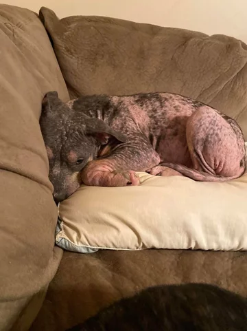 Przemiana suczki Lainey 