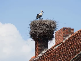 Miniatura: Bociany utknęły w drodze. Dlaczego...