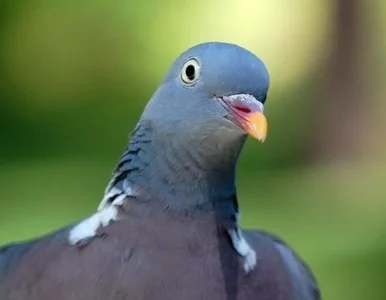 Miniatura: Odpowie za... zabicie gołębia