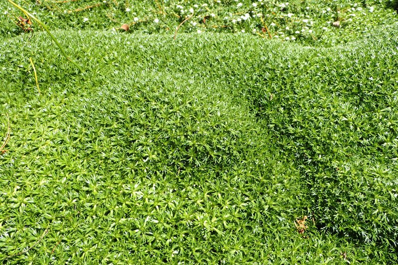 Azorella w ogrodzie botanicznym w Dunedin
