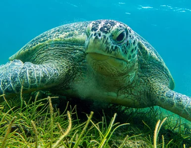 Miniatura: QUIZ językowy dla bystrzaków! 10/10 to „mus”