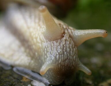Miniatura: Floryda: inwazja wielkich ślimaków