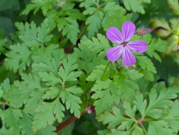 Bodziszek cuchnący, Geranium robertianum