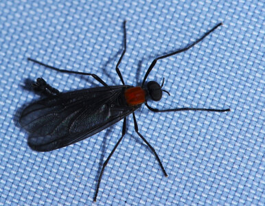 Miniatura: „Robak miłości” udręką mieszkańców. Władze...