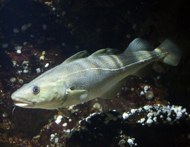 Miniatura: Nie uwierzysz, co potrafią polskie ryby!...