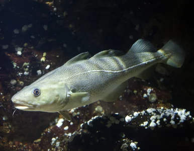 Miniatura: Nie uwierzysz, co potrafią polskie ryby!...