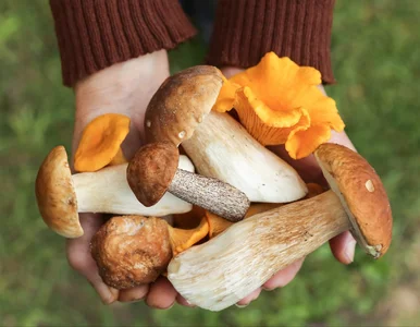 Miniatura: Wielki QUIZ dla grzybiarzy. Prawdziwy...