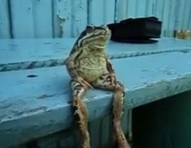 Miniatura: Zobacz żabę, która siedzi na ławce jak...