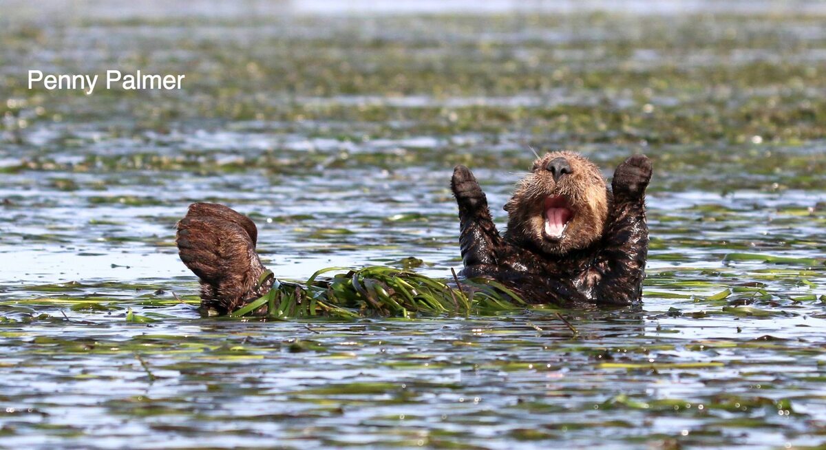 Finaliści konkursu Comedy Wildlife Photography Awards 