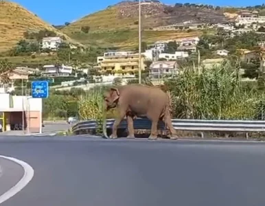 Miniatura: Spacer słonia zszokował kierowców. Zwierzę...