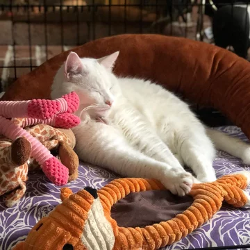 Smudge 