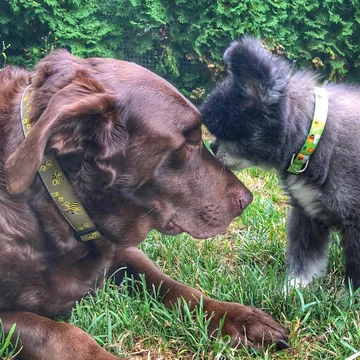 Abi i Dabi - psy, które połączyła przyjaźń 