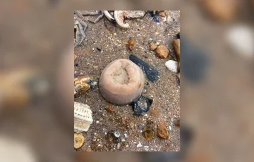 Morskie stworzenia wyrzucone na plaże dystryktu Thanet w hrabstwie Kent 