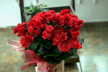 Begonia zimowa
