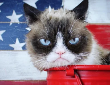 Miniatura: Kojarzysz ten marudny pyszczek? Grumpy Cat...