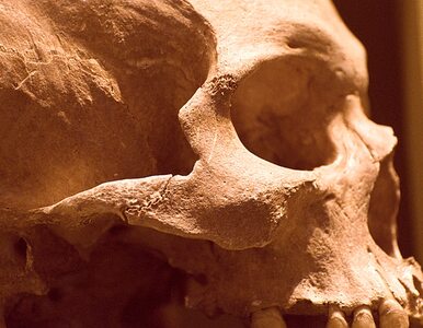 Miniatura: Szkielety wampirów odnalezione na Śląsku
