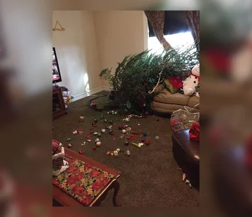 Choinka plus pies równa się katastrofa 