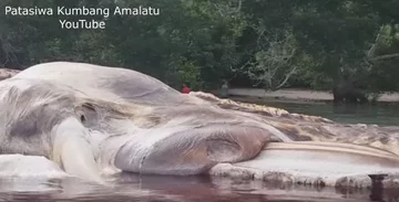 Rozkładające się szczątki ogromnego zwierzęcia 