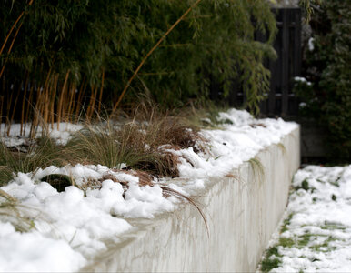 Miniatura: Luty w ogrodzie? Ten jeden miesiąc...