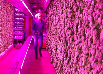 Kimbal Musk &ndash; rolnik wertykalny