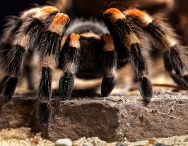 Miniatura: Wielkie pająki terroryzują Indie. Dwie...