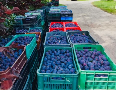 Miniatura: Oszukany sadownik musiał sprzedać 11 ton...