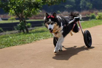Suczka Maya 