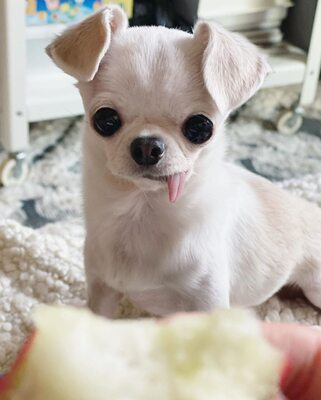 Miniatura: Dobby – pies chihuahua z wystającym językiem
