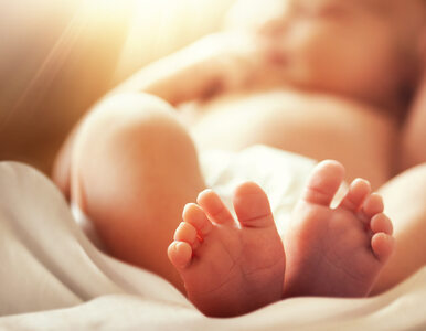 Miniatura: Sześcioraczki po raz pierwszy urodziły się...